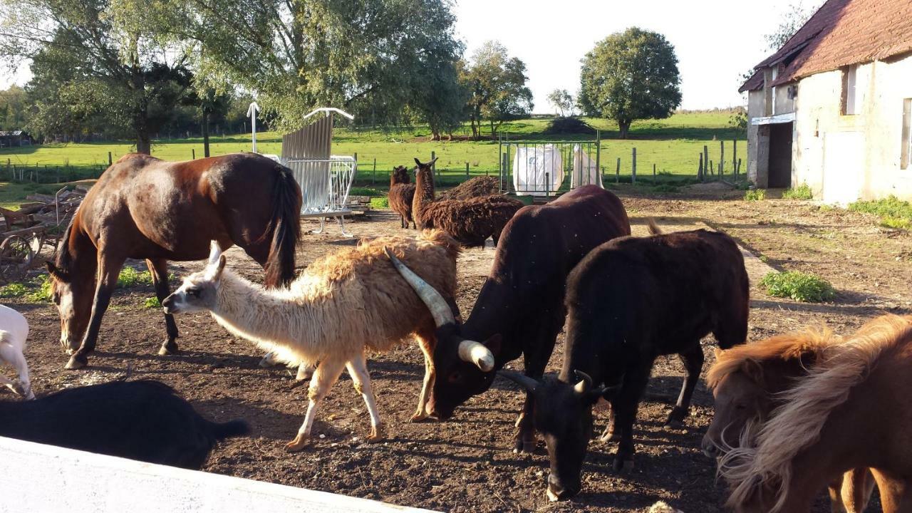 La Ferme Aux Kangourous Donzy المظهر الخارجي الصورة